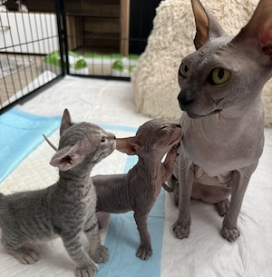 Don Sphynx Kitten 