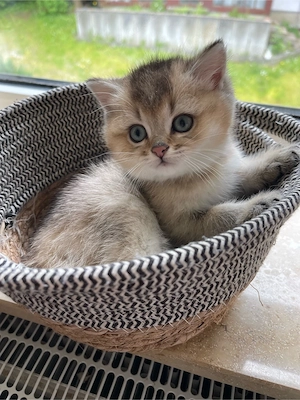 BKH Kitten   