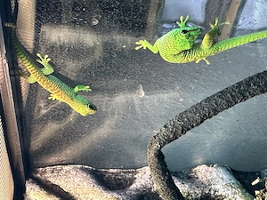 Madagaskar Taggecko - Phelsuma Grandis Nachzuchten Bild 3