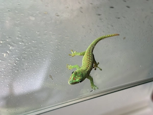 Madagaskar Taggecko - Phelsuma Grandis Nachzuchten Bild 4