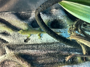 Madagaskar Taggecko - Phelsuma Grandis Nachzuchten Bild 5