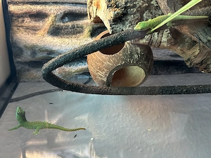 Madagaskar Taggecko - Phelsuma Grandis Nachzuchten Bild 6