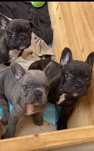 Französische Bulldogge Welpen!!