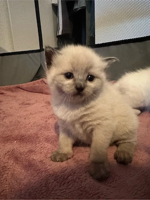 katzenbabys