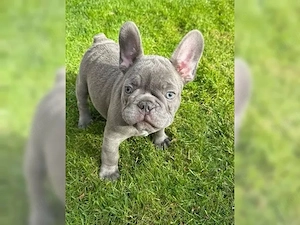 Französische Bulldoggen Welpen 