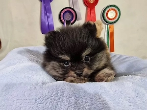 Reinrassiger Pomeranian Zwergspitz mit Ahnentafel   Bild 5