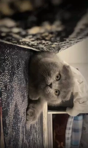 Katze zum verkaufen