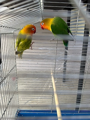 sehr guter Vogel