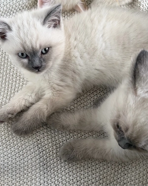 BKH kitten in blue point zu verkaufen (britisch kurzhaar kitten)