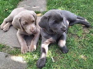 Süße Labrador Retriever Welpen