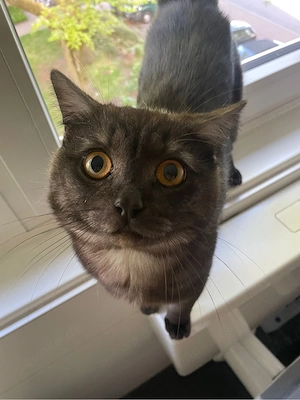 zwei Schmusekater suchen ein zu Hause