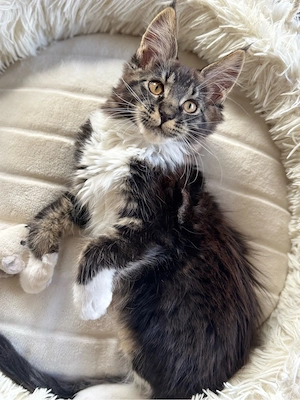 Maine Coon Kitten für Herzensmenschen 