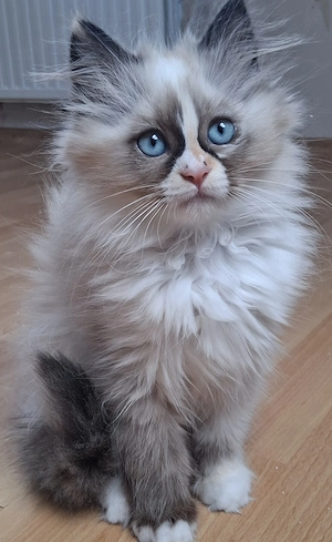 1 süßes Katzenbabys suchen noch ein liebevolles Zuhause 