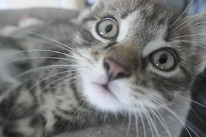 Babykatzen, Kitten Europäische Kurzhaar KATER