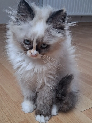 1 süßes Katzenmädchen sucht seine liebevolle Familie  Bild 2