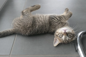 Babykatzen, Kitten Europäische Kurzhaar  Bild 5