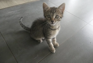 Babykatzen, Kitten Europäische Kurzhaar  Bild 6