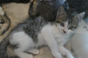 Babykatzen, Kitten Europäische Kurzhaar  Bild 2