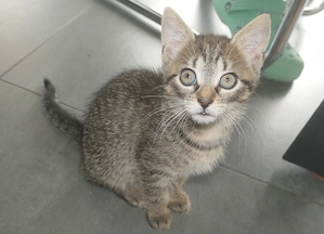 Babykatzen, Kitten Europäische Kurzhaar  Bild 7