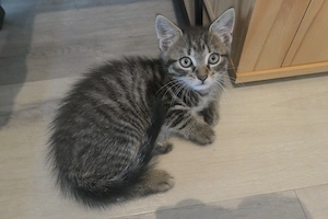 Babykatzen, Kitten Europäische Kurzhaar  Bild 4