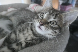 Babykatzen, Kitten Europäische Kurzhaar  Bild 8