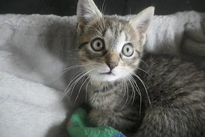 Babykatzen, Kitten Europäische Kurzhaar  Bild 3