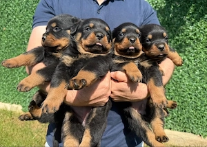 Rottweiler Welpen