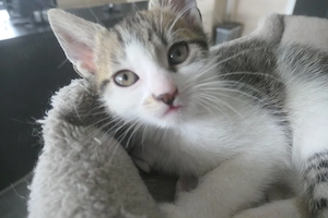 Babykatzen, Kitten Europäische Kurzhaar  Bild 9