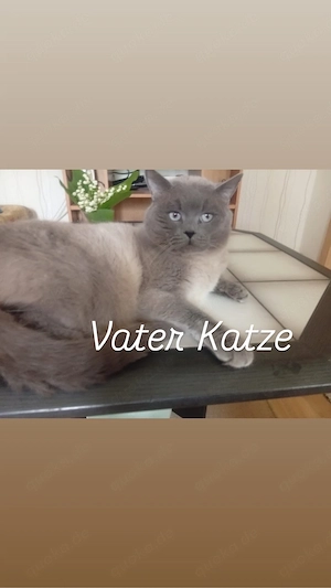 Babykatze 