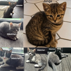 6 Wunderschöne BKH Katzen Kater abzugeben
