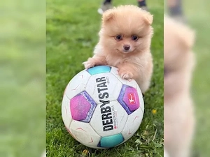 Zwergspitz Pomeranian welpen