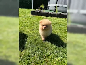Super Zwergspitz Pomeranian Welpen