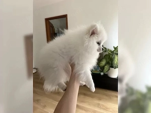 Süsse Zwergspitz Pomeranian Welpen Bild 4