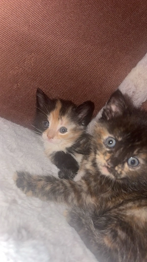    Liebevolle Katzenbabys suchen neues Zuhause