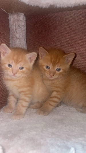     Liebevolle Katzenbabys suchen neues Zuhause