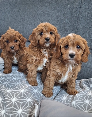 Cavapoo Welpen suchen liebevolles Zuhause