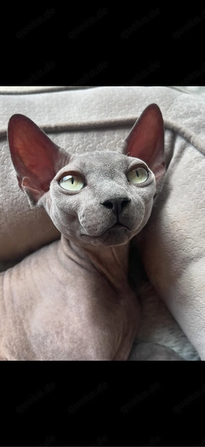 sphynx kitten, ein mädchen frei.  Bild 6