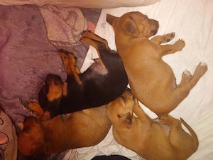 Verkaufe Rehpinscher Jackrussel Mischlingswelpen 