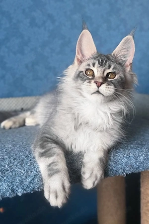 Wunderschöner, 4 Monate alter Maine-Coon-Kater sucht ein liebevolles Zuhause für immer.