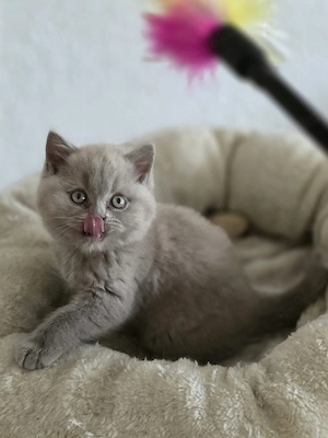 BKH Katerchen zu reservieren