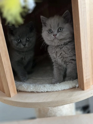 BKH Katerchen zu reservieren