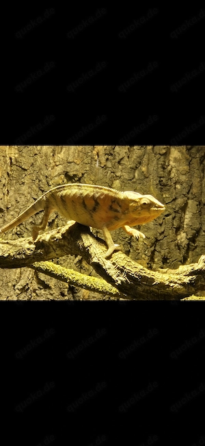 Pantherchamäleon Furcifer pardalis 0.1 weiblich