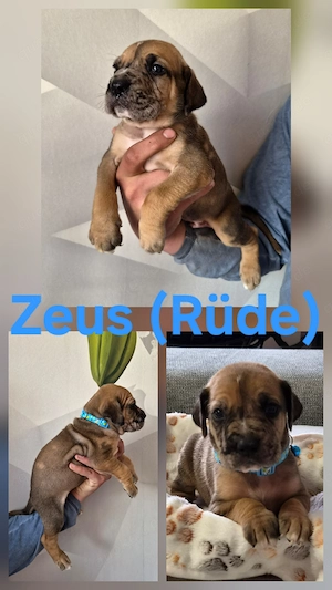 Deutsche Dogge Welpen  Bild 3