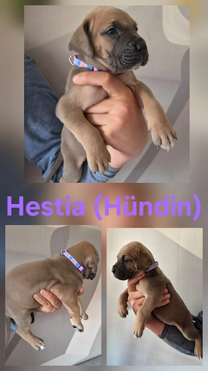 Deutsche Dogge Welpen  Bild 6