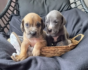 Deutsche Dogge Welpen 
