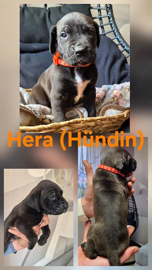 Deutsche Dogge Welpen  Bild 5