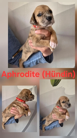 Deutsche Dogge Welpen  Bild 7