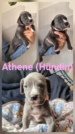 Deutsche Dogge Welpen  Bild 4
