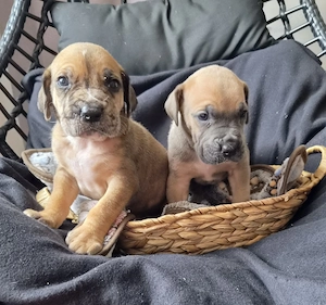 Deutsche Dogge Welpen  Bild 2