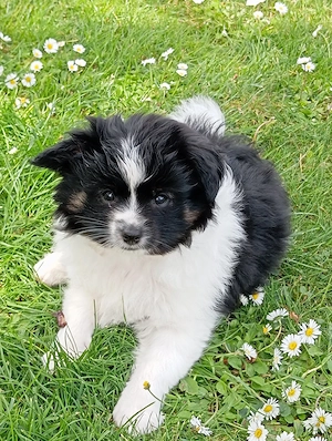 Wunderschöner Papillon Pomchi Mix Welpe